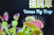 捕蝇草的养殖技巧（如何正确养护刚刚运输到的捕蝇草）