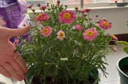 如何让玛格丽特开花？