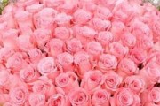 粉玫瑰的花语（浪漫、爱情、友谊）