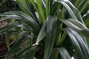 墨兰耐低温能力解析（从冷冻温度到冬季养护，探究墨兰的抗寒能力）