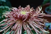 探秋之趣——菊花的奇妙世界（菊花的形态、颜色、寓意、文化内涵等全方位解析）