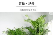 夏威夷竹子的浇水方法（如何让夏威夷竹子长得更健康）