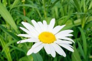 阳光下的佛手花（佛手花喜欢阳光吗？探究佛手花生长的最佳环境）