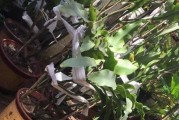 小叶昙花开花时间及花期（探秘小叶昙花的开花规律和生长习性）