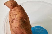 红薯种子的获取方法（从生长到收获——红薯种子的培育和保存）