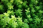 黄金万年草繁殖方法与注意事项（掌握繁殖技巧，打造黄金花园）