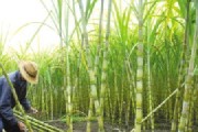 甘蔗的生长环境与生长地方条件（探究甘蔗生长的最佳条件及适宜种植区域）