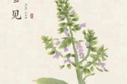 深入探究杜若花的花语与寓意（探究杜若花的象征意义与文化背景）
