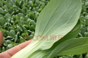 四月适合种什么蔬菜？（掌握四月种植蔬菜的技巧，让你的菜园春暖花开！）