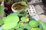 碗莲开花时间和养护技巧（一年开花一次，如何养护碗莲才能开得更美？）