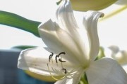 姜花有毒吗？室内养护要注意什么？（了解姜花的毒性，让你的家更健康）