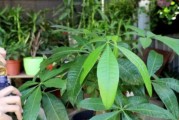 如何浇水让发财树茁壮成长（养护发财树的5大技巧，逐个为您讲解）