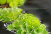 神奇的浮萍竟然会开花（浮萍开花的颜色与样子）