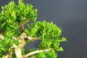 如何正确繁殖黄杨？（方法和注意事项详解，让你轻松养殖黄杨）