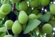 银杏果的季节与上市时间（探寻银杏果的成熟规律与营销策略）