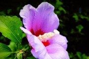 木槿花（探究木槿花的生物学特性和分类）