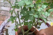豆瓣绿的施肥浇水方法探秘（科学养护，让豆瓣绿茁壮成长）