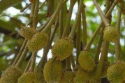 榴莲的生长环境与特点（探究榴莲适宜生长的条件以及其独特之处）