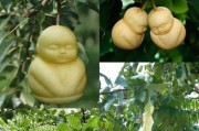 人参果树开花结果的季节及特点（探究人参果树开花结果的生态环境和重要性）