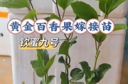 百香果浇水指南（春夏秋冬各不同，掌握正确浇水方法）