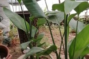 家中养鹤望兰风水如何影响家运？（探讨家中养鹤望兰的风水禁忌与注意事项）