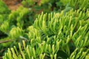 如何合理设置金银花种植间距？（实用技巧助力金银花高产生长）
