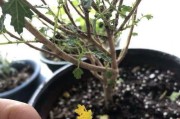 木槿花的浇水技巧（春夏秋冬多变的浇水频率）