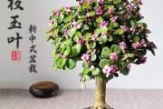 金枝玉叶，一种精美多肉植物（生长习性、常见品种、养殖技巧等详细介绍）
