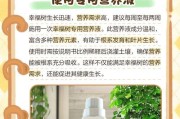 如何处理幸福树叶子发干的问题（保护幸福树的关键）