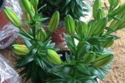 家里养香水百合的风水好处（从气场、健康、运势三方面解读）