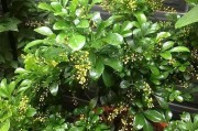 米兰花的养殖技巧（如何让米兰花长得更加美丽？）