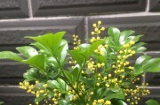 米兰盛开的时节（探秘米兰花期及观赏建议）