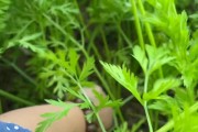 胡萝卜的出苗期及生长过程（了解胡萝卜的生长规律与管理技巧）