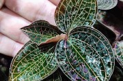 金线莲种植时间与生长周期（打造美丽庭院，从了解金线莲开始！）