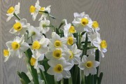小学生适合种什么花？（探究小学生种植花卉的最佳选择）