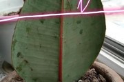 橡皮树生根方法与技巧（以橡皮树剪下来如何成功生根及繁殖？）