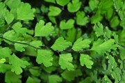 铁线蕨的种植与养护（做好这些，让你的铁线蕨更美丽）