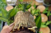 巴西木的花期与生长习性（探寻巴西木开花的奥秘及生态特点）