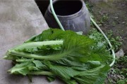 芥菜和梅菜到底是同一种菜吗？（梅菜和芥菜的区别在哪里？）