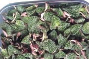 金线莲种植与生长全程详解（了解金线莲的种植时间和生长周期，让你养出健康美丽的金线莲）