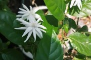 虎头茉莉的冬日奇迹（细说虎头茉莉在寒冬季节开花的神奇经历）