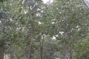 探秘杜仲的生长周期（了解杜仲的生态环境、生长特点和生长时间）