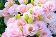 如何轻松养护好自己的桔梗花？（掌握这些关键要点，让你的桔梗盛放！）