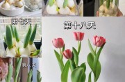 郁金香水培的完全指南（从种植到繁殖，一次掌握水培技巧）