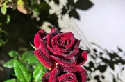 探究黑魔术月季的生长特点及分类（探究黑魔术月季的生长特点及分类）