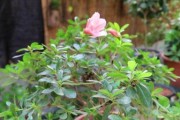 揭秘火鹤不开花的原因（从土壤、光照、湿度等方面分析火鹤不开花的原因）