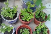 买来的花土能否直接种花？（花土的使用方法与注意事项）