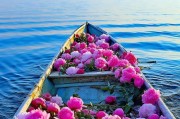 玫瑰花——花中皇后（探秘玫瑰花的历史、品种、生长环境及用途）