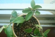 球兰的种植方式（球兰水培好还是土培好？不同种植方式的优缺点分析）