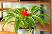 开店妙选-养植物旺财（生机盎然的绿色幸福，把旺财带回家）